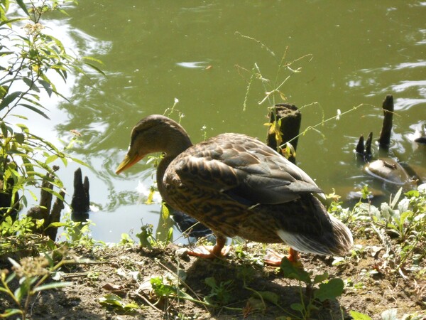 Les animaux