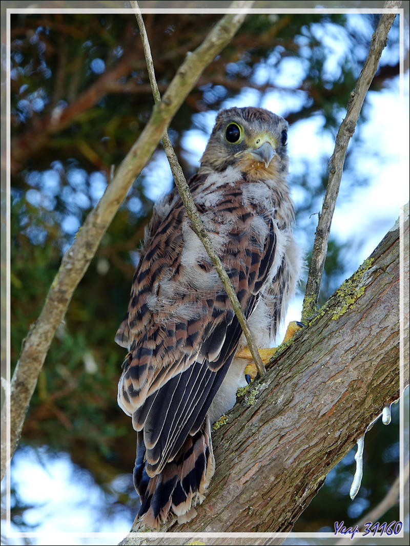 Le poussin d'Emouchet ou Faucon crécerelle, Common Kestrel (Falco tinnunculus) a bien grandi ! - La Couarde-sur-Mer - Ile de Ré - 17
