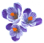 Tubes Fleurs - Divers