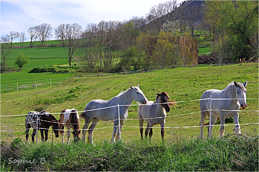 Retour sur le pré .