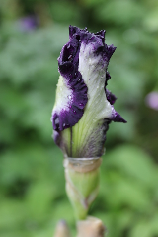 Iris germanica plicata violet 'Cosy Calico'