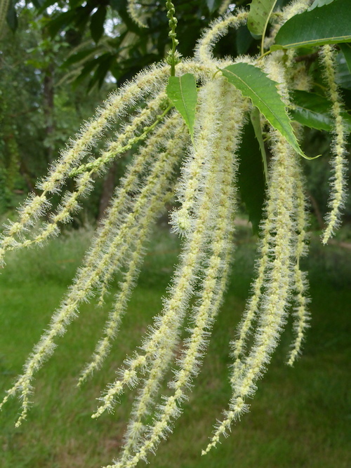 - Promenade dominicale au jardin -