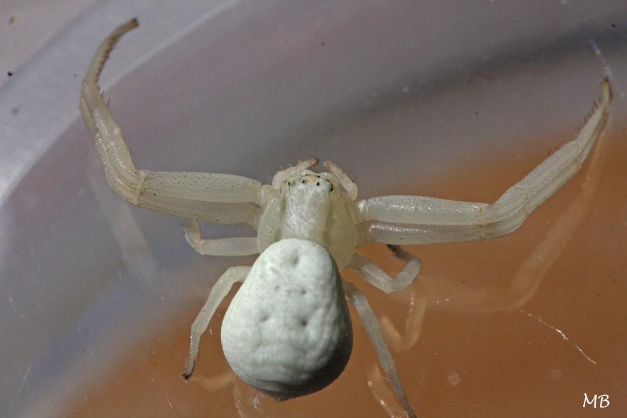 Arachnides-04-1072.jpg