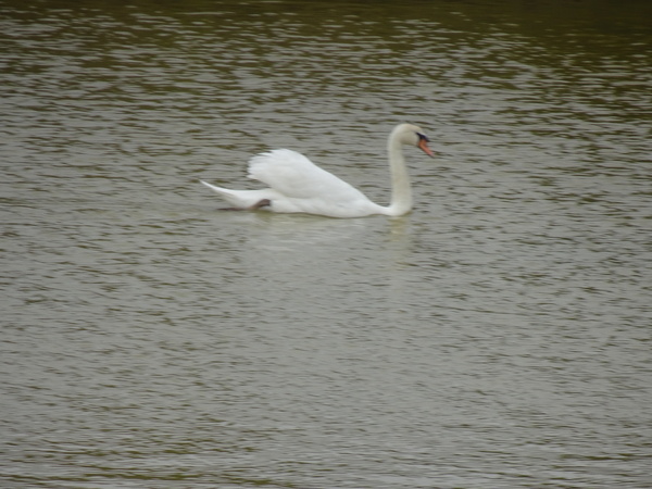 Les cygnes des marais salants