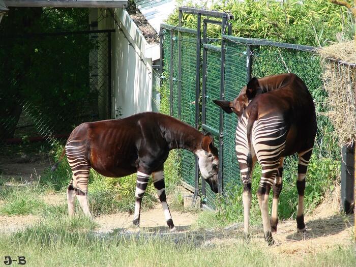 Toujours au zoo de Beauval.