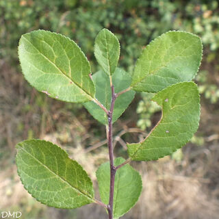 Prunus spinosa  -  prunellier