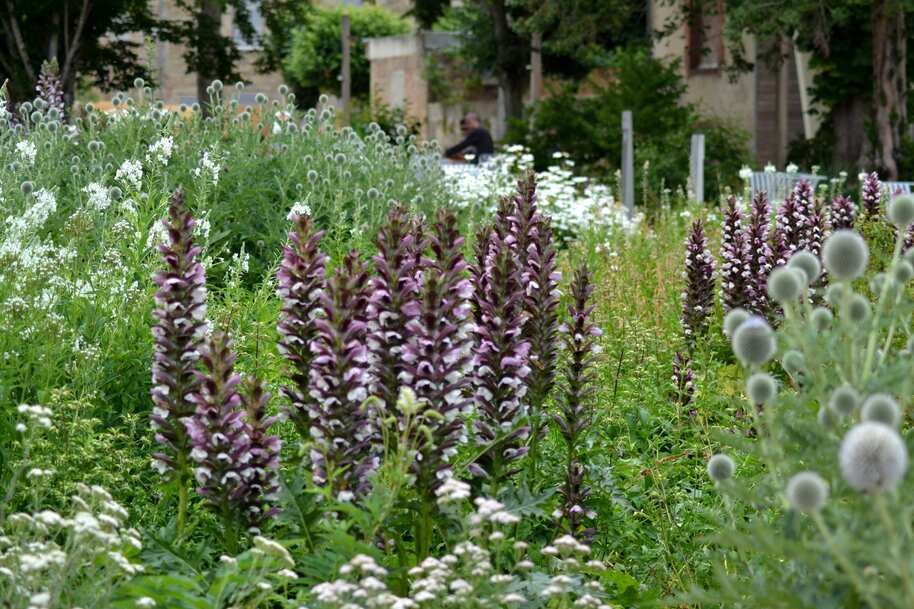 Acanthe au jardin public. Bon dimanche