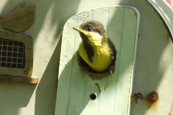 Un couple de mésanges charbonnières a également niché dans mon jardin en mai 2018