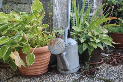 Instant jardin en ce 1er octobre