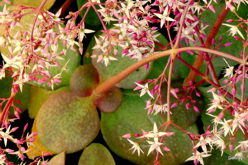 Plante succulente aux jolies fleurs 