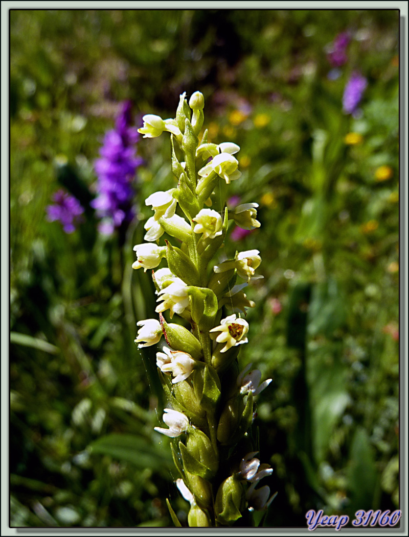 Orchidée Pseudorchis blanc (Pseudorchis albida) - Etangs de Liat - Canejan - Val d'Aran - Espagne  (Flore) 