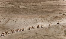 Dans un environnement désertique avance une file d'une vingtaine de dromadaires, dont quelques jeunes.