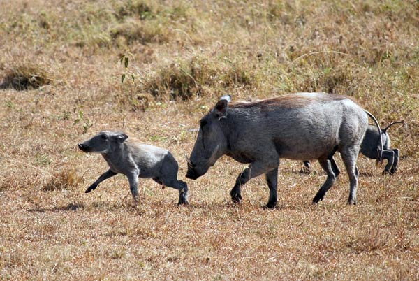 Femelle phacochère et son petit