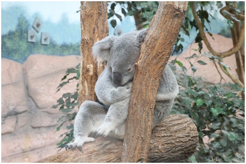 Au zoo de Beauval-28-Dendrolague et koala