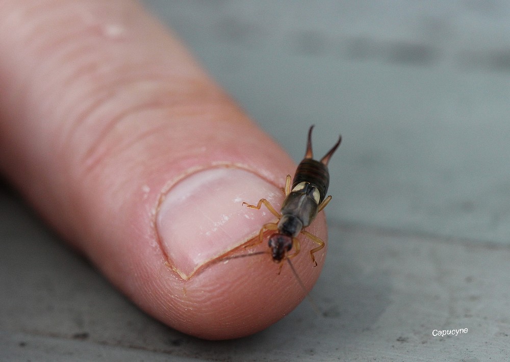 Insectes en visite