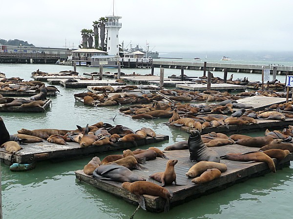 San-Francisco-Lions-de-mer.jpg