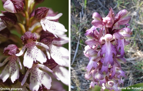 Les premières orchidées sauvages 