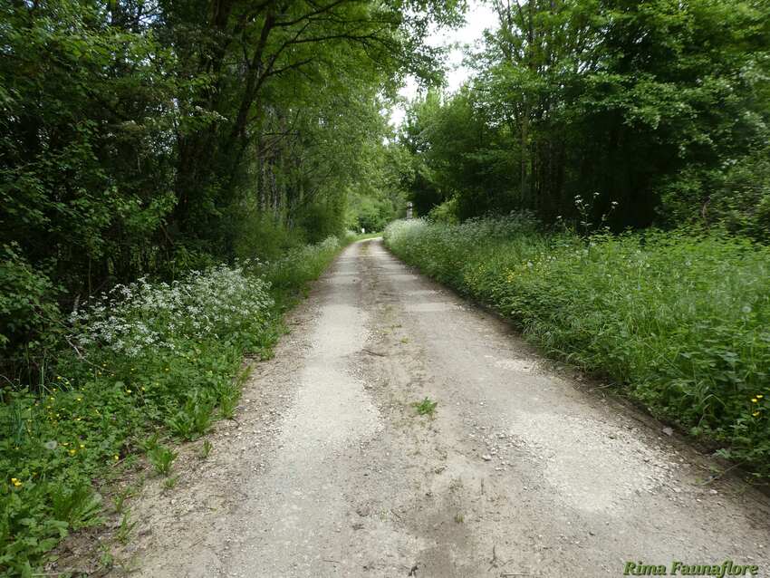 Cellefroin Charente,