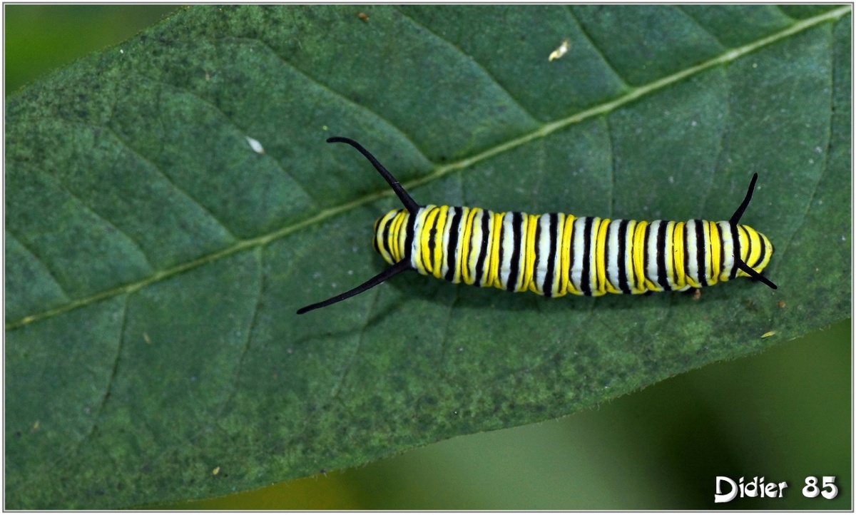 Papillons exotiques - Oeufs, Chenilles & Chrysalides