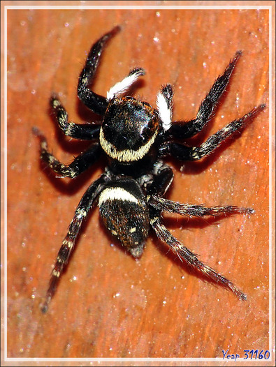 Minuscule araignée saltique d'Adanson ou Araignée sauteuse d'Adanson (Hasarius adansoni) mâle - Nosy Be - Madagascar