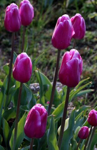 Les tulipes de la Roseraie (2/3)
