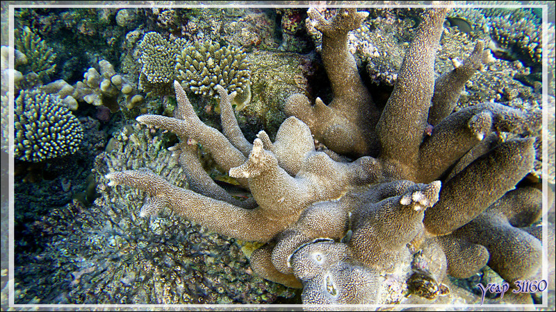 Corail acropore type "cornes-de-cerf" à branches très massives - Snorkeling à Thudufushi - Atoll d'Ari - Maldives