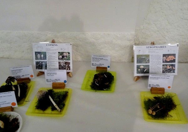Quelques photos de la superbe exposition 2015, de la Société Mycologique Châtillonnaise  à Châtillon sur Seine !