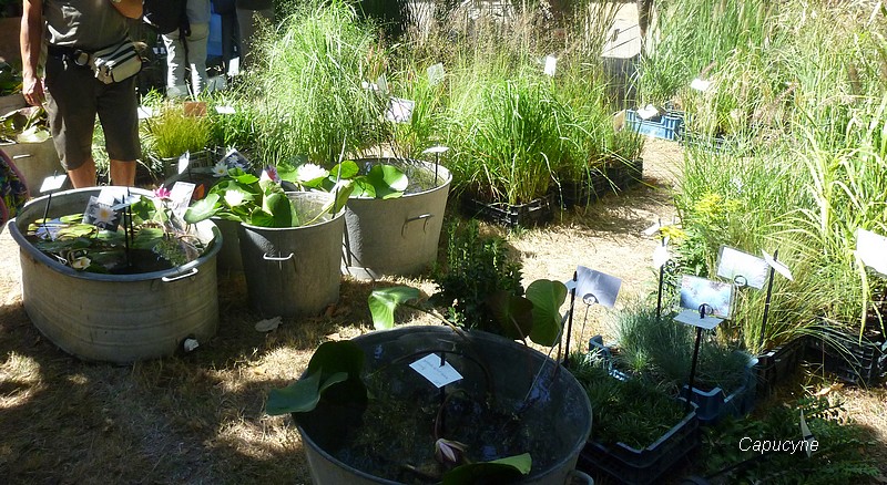 la Folie des plantes !