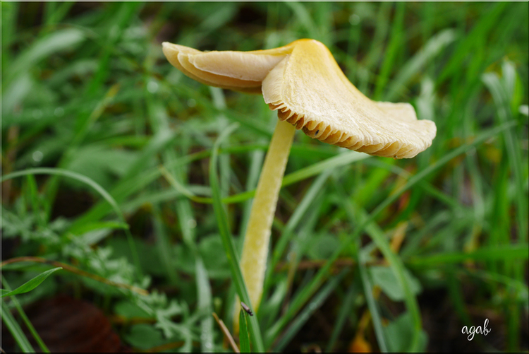 saison des champignons