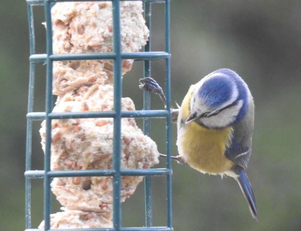 Les oiseaux de mon jardin : les mésanges bleues, printemps 2018...