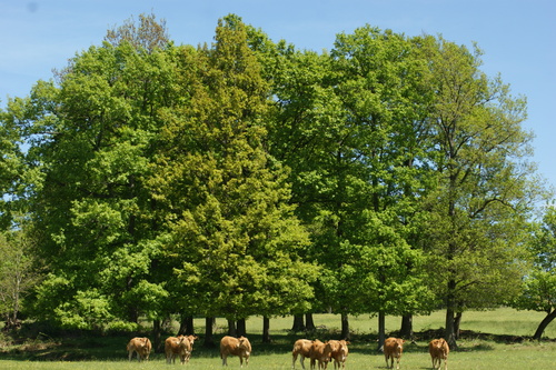 Randonnée.Le Bois de Bord.Sugères.15.05.2017