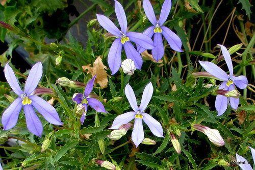 Mes fleurs bleues