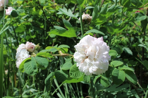 Rendez vous au jardin