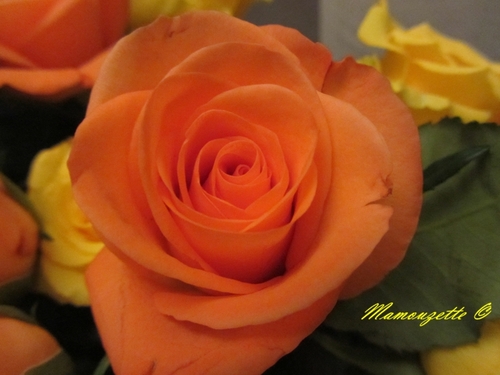 Quelques roses pour vous souhaiter un bon dimanche