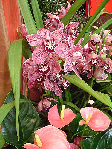 Orchidées 031