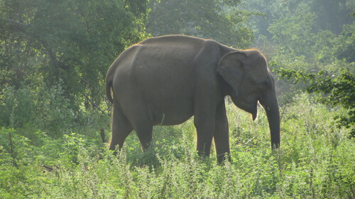 Voyage au Sri Lanka. Uda Walawe