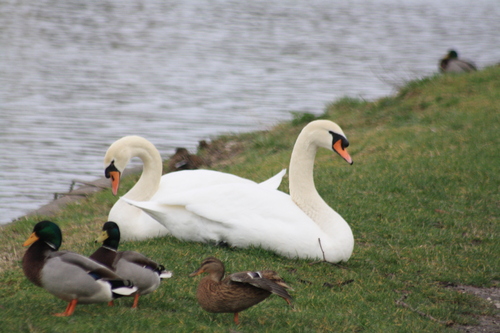 Les cygnes