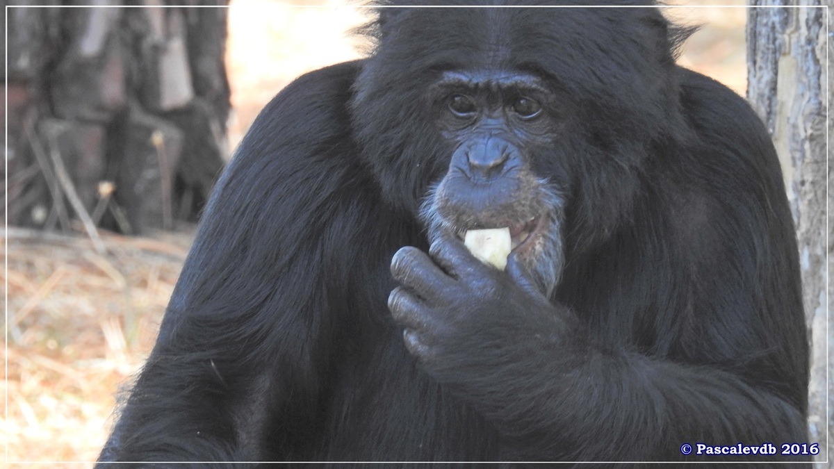 Zoo du Bassin d'Arcachon - Août 2016 - 5/15