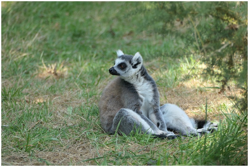 Au zoo de Mervent-13