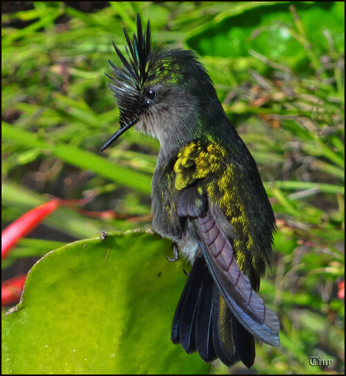 Oiseaux de Guadeloupe ; le colibri