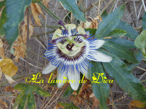 Le symbole des fleurs : la passiflore