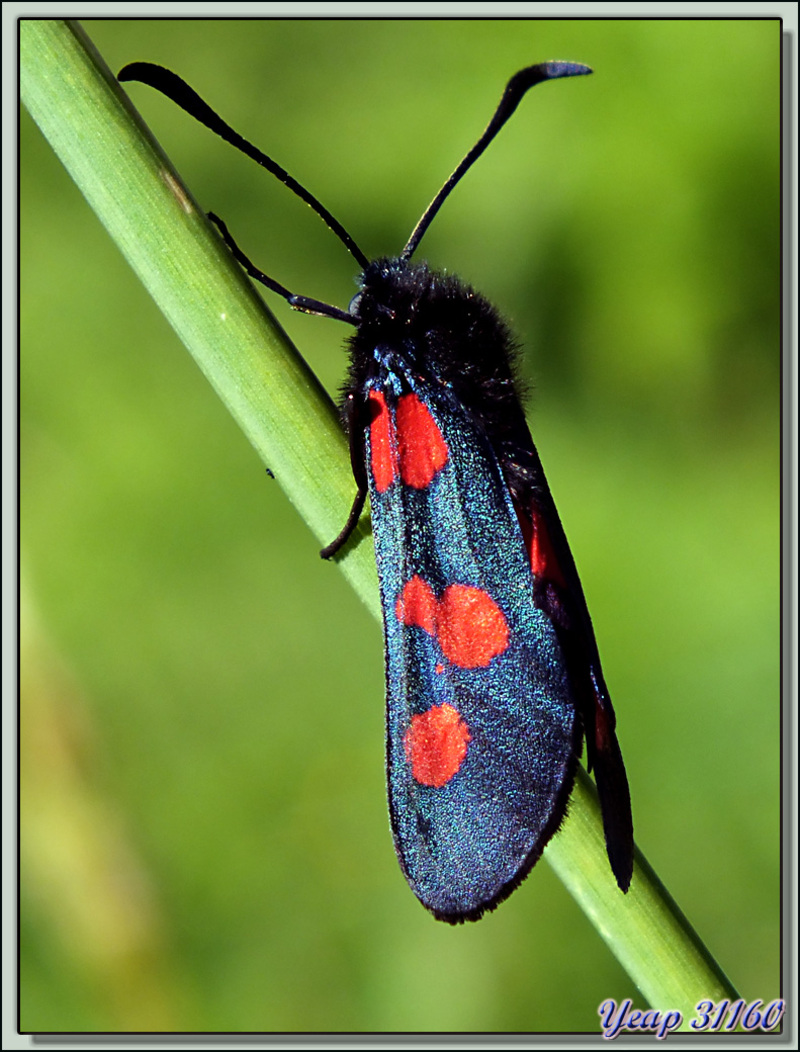 Papillon Zygène du trèfle (Zygaena trifolii) avec Fuji Finepix HS20EXR - Lartigau - Milhas - 31  (Faune)