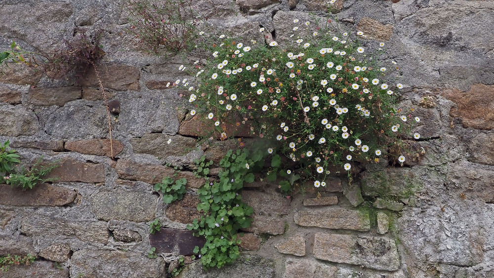 le jardin de la retraite et abords à Quimper 7/3