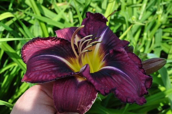 daylily hybride