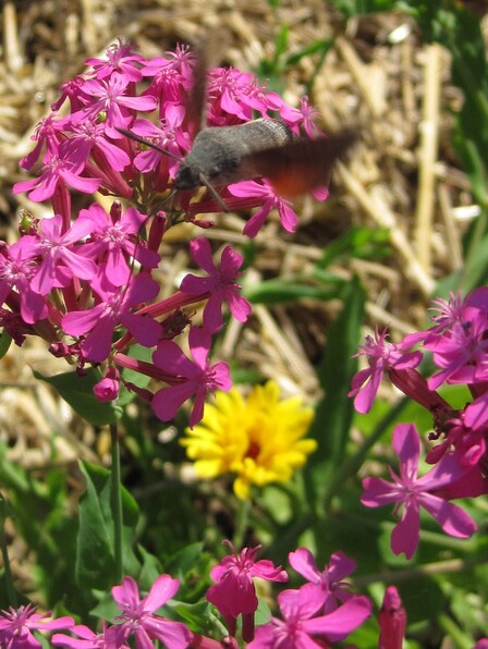 Papillon Moro-sphinx ou Macroglossum stellatarum