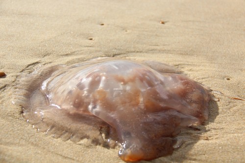 une méduse