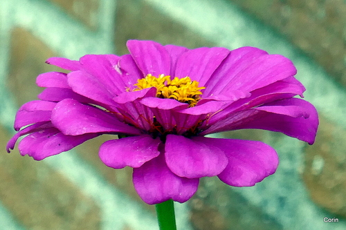 Belle fleur en octobre !