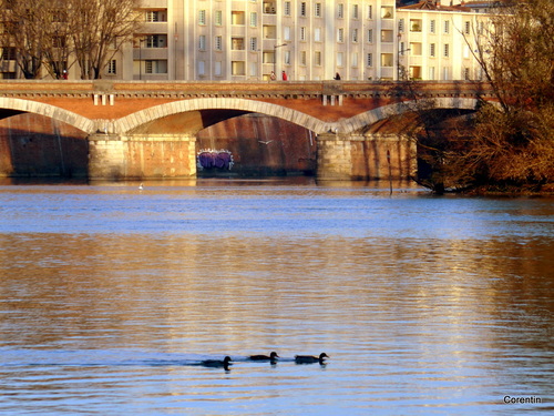 Les canards sur la Garonne (1)