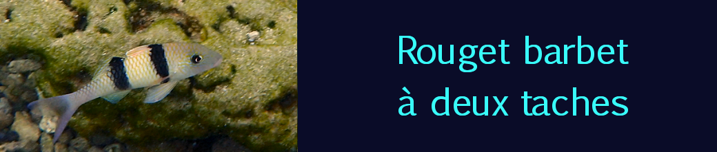 rouget barbet à deux taches