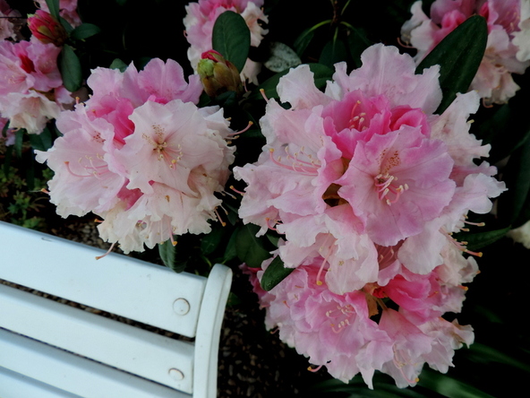 Pivoine et Rhodo : la vie en rose....